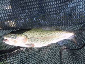 朝霞ガーデン 釣果