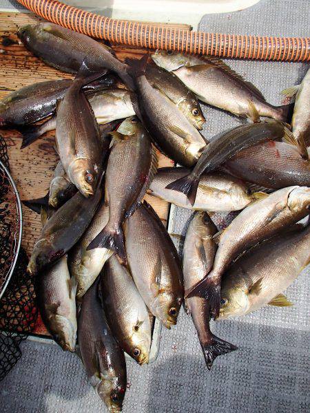 久六釣船 釣果