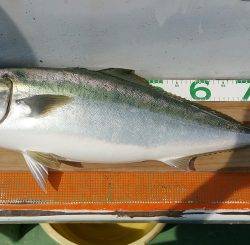 火遠理丸（ほおりまる） 釣果