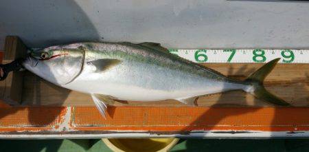 火遠理丸（ほおりまる） 釣果