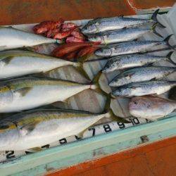 火遠理丸（ほおりまる） 釣果