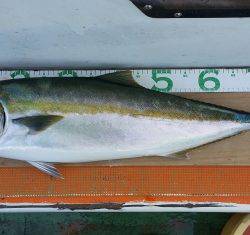 火遠理丸（ほおりまる） 釣果