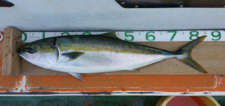 火遠理丸（ほおりまる） 釣果