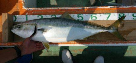 火遠理丸（ほおりまる） 釣果