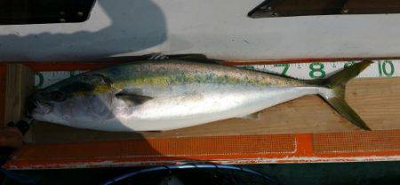 火遠理丸（ほおりまる） 釣果