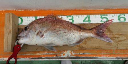 火遠理丸（ほおりまる） 釣果