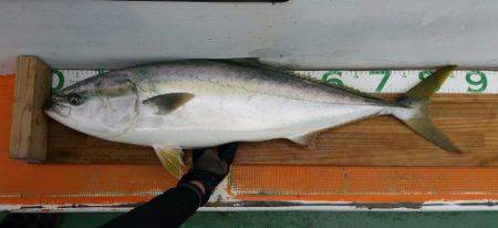 火遠理丸（ほおりまる） 釣果