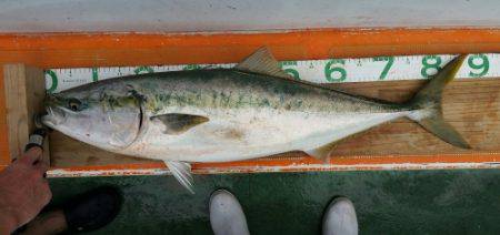 火遠理丸（ほおりまる） 釣果