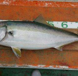 火遠理丸（ほおりまる） 釣果