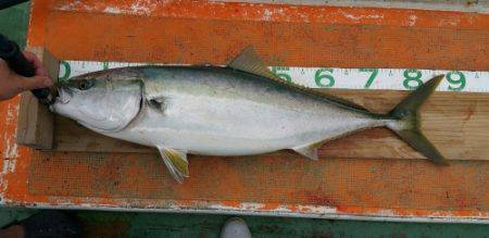 火遠理丸（ほおりまる） 釣果