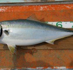 火遠理丸（ほおりまる） 釣果