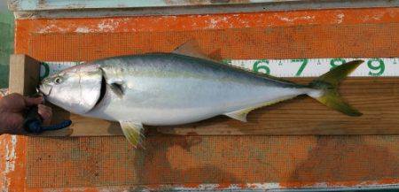 火遠理丸（ほおりまる） 釣果