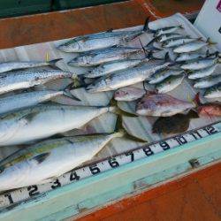 火遠理丸（ほおりまる） 釣果