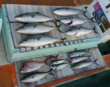 火遠理丸（ほおりまる） 釣果