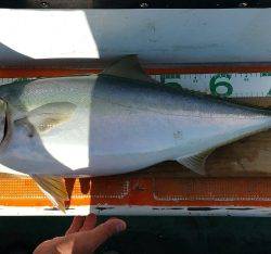 火遠理丸（ほおりまる） 釣果