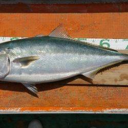 火遠理丸（ほおりまる） 釣果