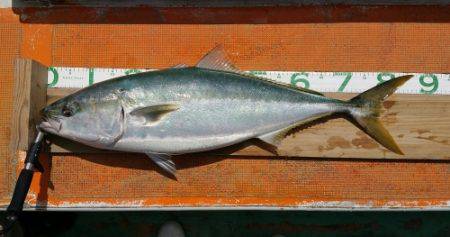 火遠理丸（ほおりまる） 釣果