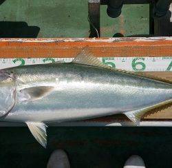 火遠理丸（ほおりまる） 釣果
