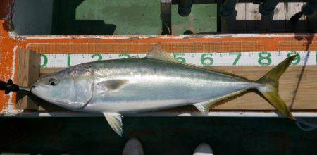 火遠理丸（ほおりまる） 釣果