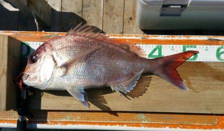 火遠理丸（ほおりまる） 釣果