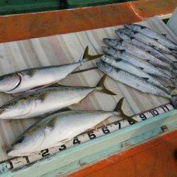 火遠理丸（ほおりまる） 釣果