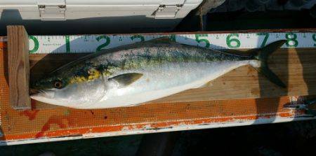 火遠理丸（ほおりまる） 釣果