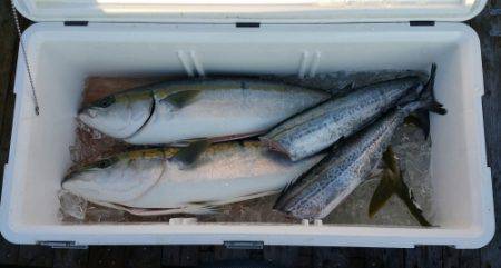 火遠理丸（ほおりまる） 釣果