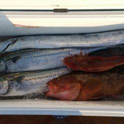 火遠理丸（ほおりまる） 釣果