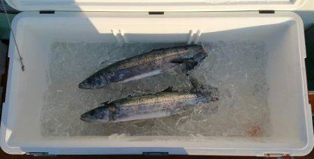 火遠理丸（ほおりまる） 釣果