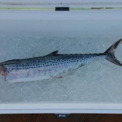 火遠理丸（ほおりまる） 釣果