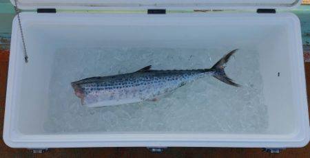 火遠理丸（ほおりまる） 釣果