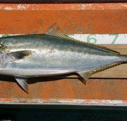 火遠理丸（ほおりまる） 釣果