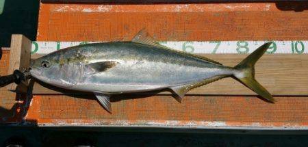 火遠理丸（ほおりまる） 釣果