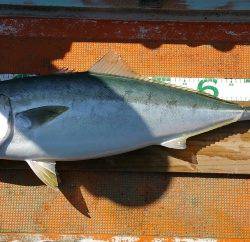 火遠理丸（ほおりまる） 釣果