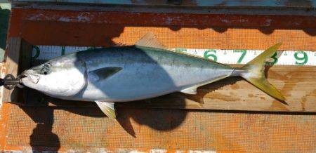 火遠理丸（ほおりまる） 釣果