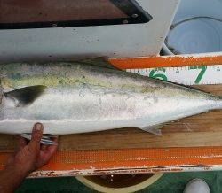 火遠理丸（ほおりまる） 釣果