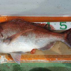 火遠理丸（ほおりまる） 釣果