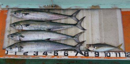 火遠理丸（ほおりまる） 釣果