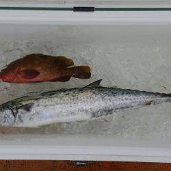 火遠理丸（ほおりまる） 釣果