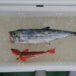 火遠理丸（ほおりまる） 釣果