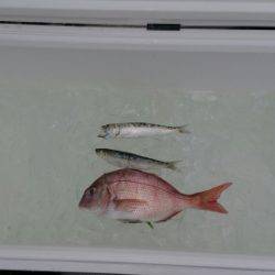 火遠理丸（ほおりまる） 釣果