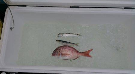 火遠理丸（ほおりまる） 釣果