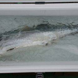 火遠理丸（ほおりまる） 釣果