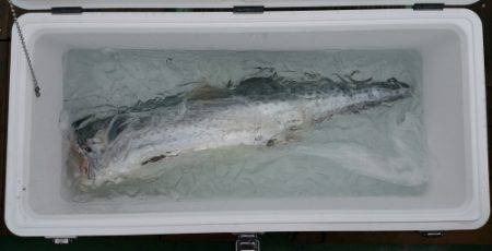 火遠理丸（ほおりまる） 釣果