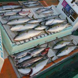 火遠理丸（ほおりまる） 釣果