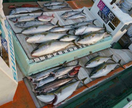 火遠理丸（ほおりまる） 釣果