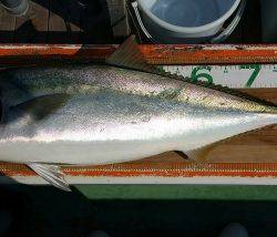 火遠理丸（ほおりまる） 釣果