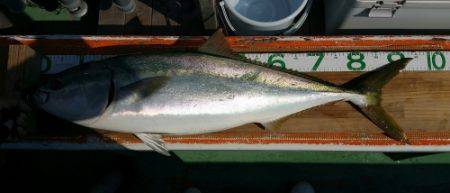 火遠理丸（ほおりまる） 釣果