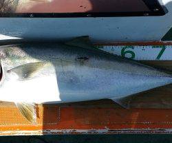 火遠理丸（ほおりまる） 釣果