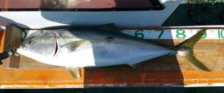 火遠理丸（ほおりまる） 釣果